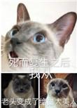 死而复生之后我从老头变成了绝世大美人讲了什