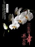 纵使悲凉也是情是什么意思