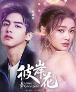 彼岸花是什么意思?代表着什么
