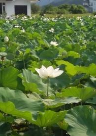 花神春晚