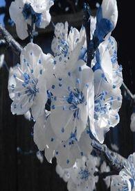 春秋航空股价跌5.2%