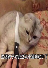 旧爱新欢讲的什么